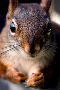Squirrel Whiskers Fauna Mammal photo