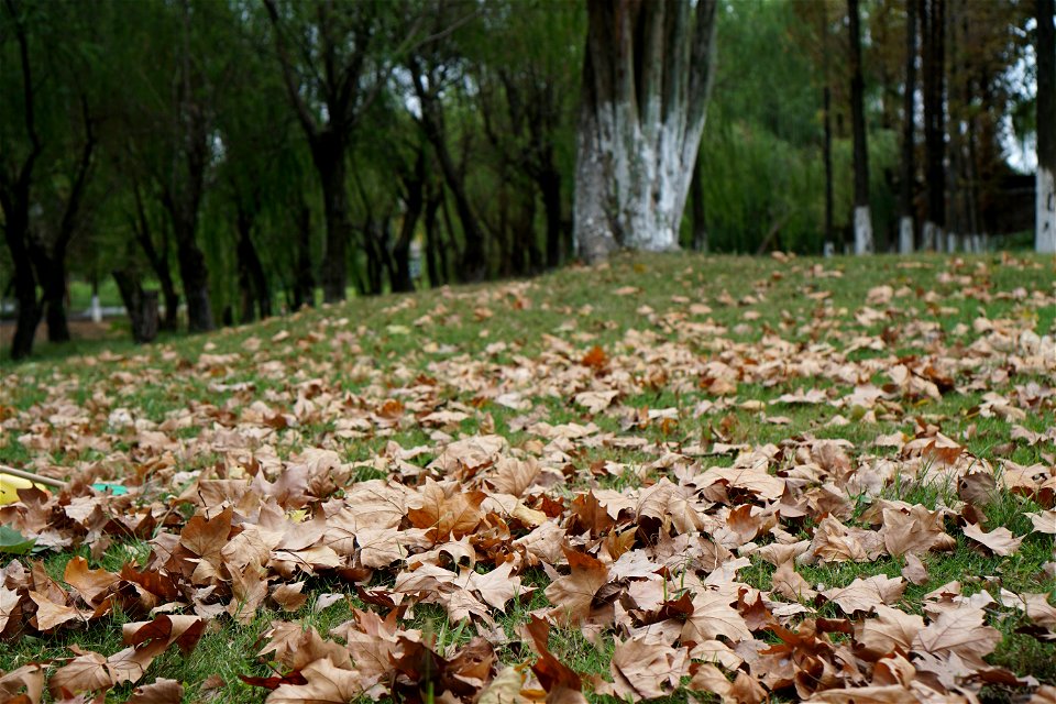 Leaf Deciduous Autumn Tree