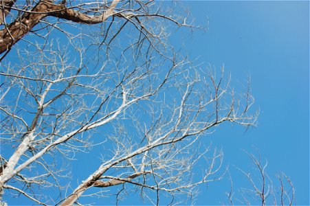 Bared Tree Under Blue Sky photo