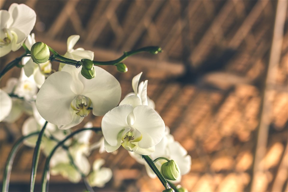 Selective Focus White-and-green Moth Orchids