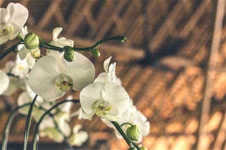 Selective Focus White-and-green Moth Orchids