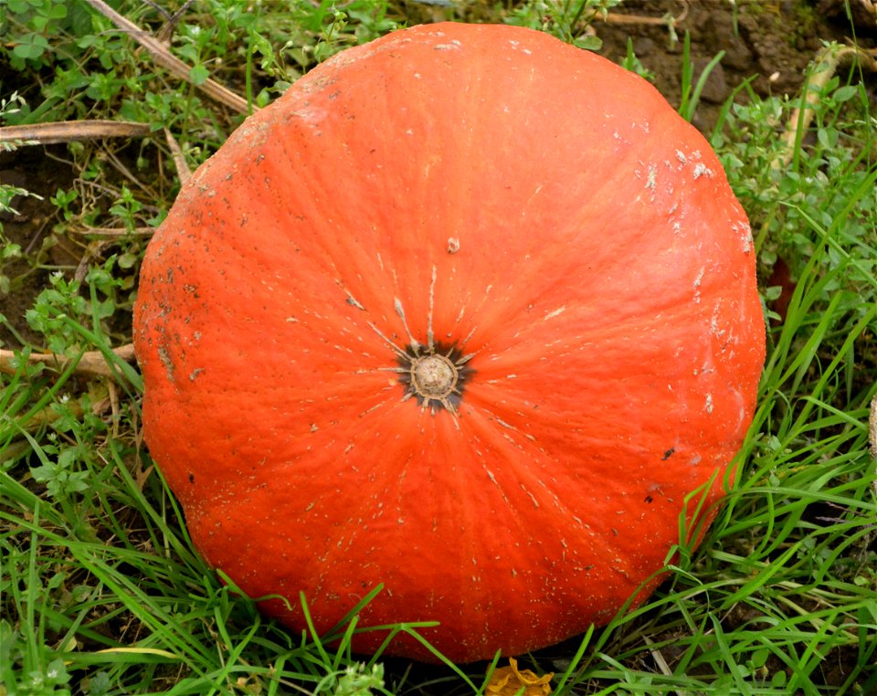 Winter Squash Cucurbita Orange Calabaza photo