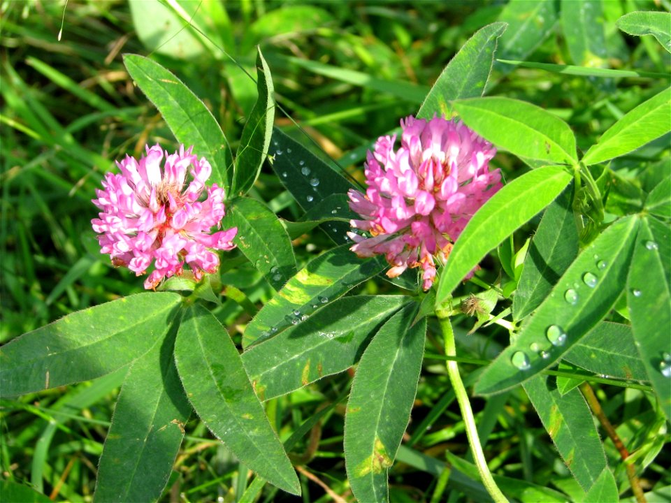 Plant Flower Flora Trifolieae