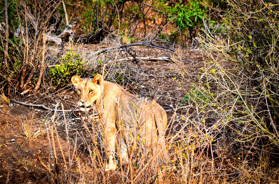 Lioness On Forest photo