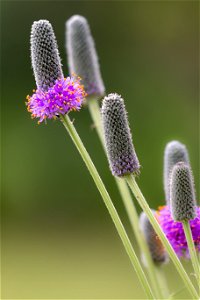 Flower Flora Purple Plant