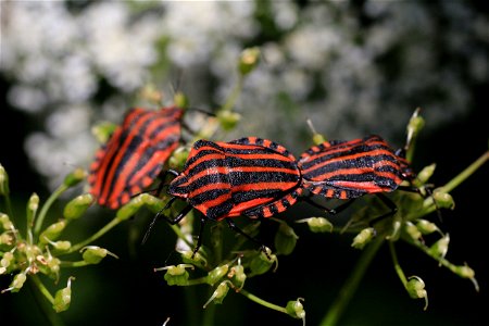 Insect Butterfly Moths And Butterflies Invertebrate photo