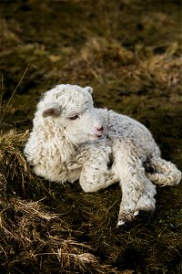 Selective Photography Of White Lamb On Hay photo