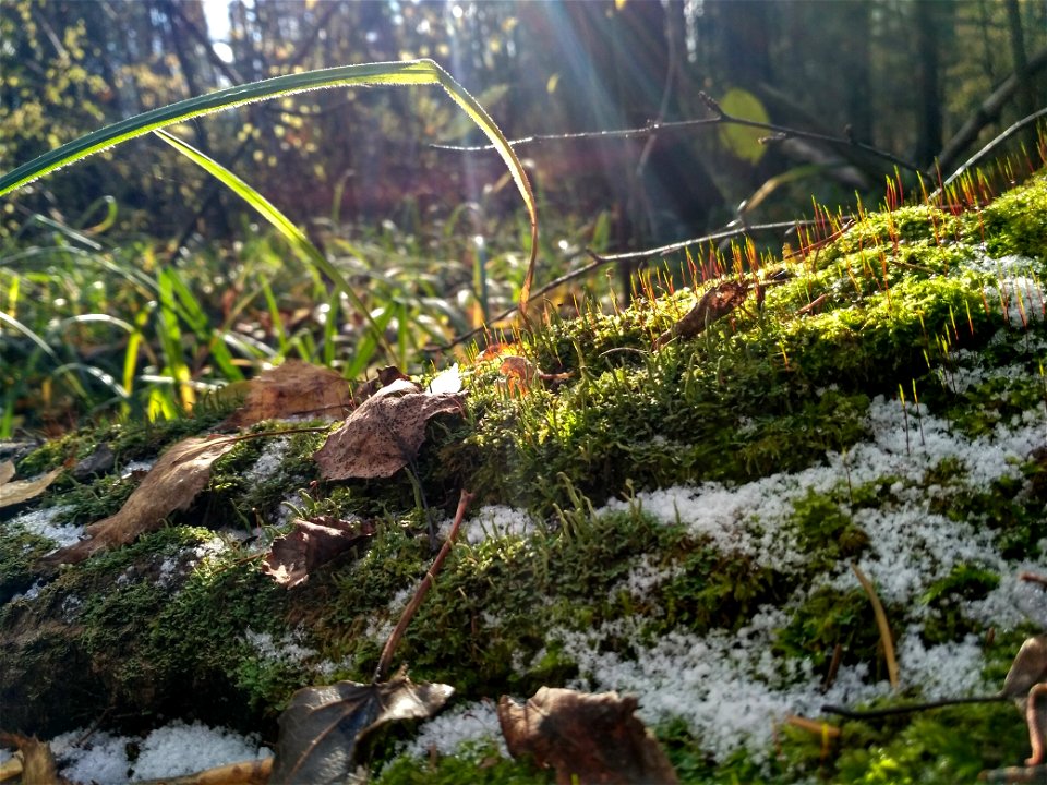 Plant Vegetation Ecosystem Moss photo