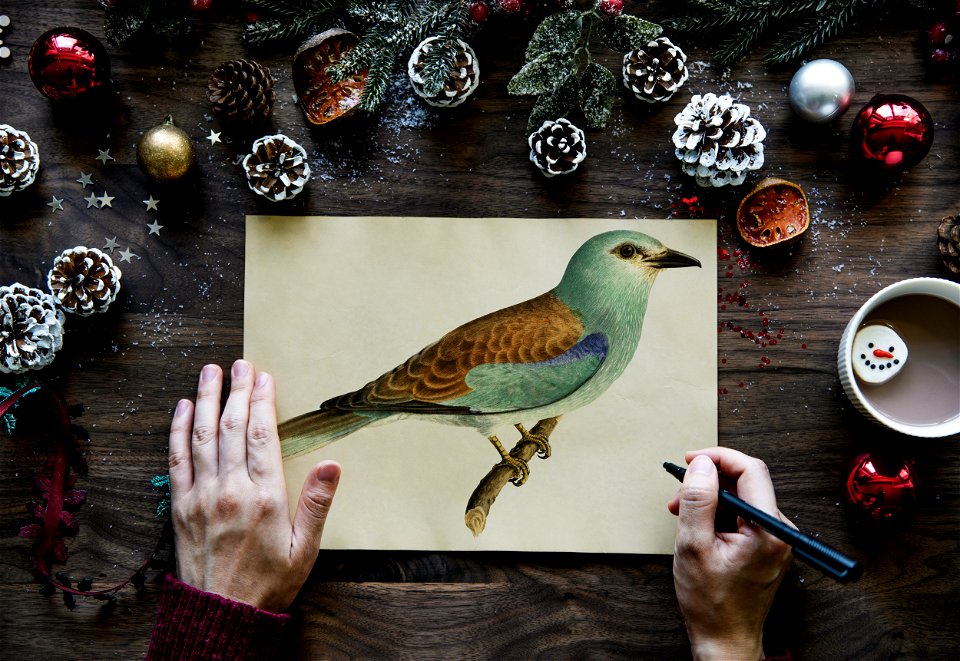 Person Drawn Green And Brown Budgerigar photo