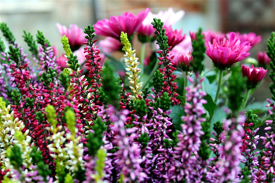 Plant Flower Pink Purple