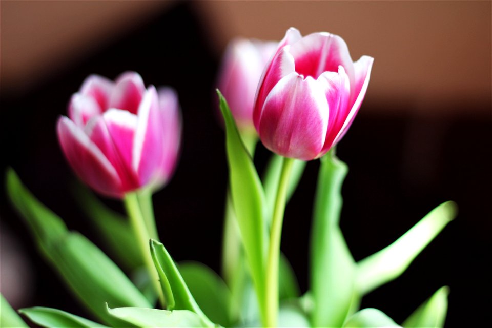 Flower Flowering Plant Plant Tulip