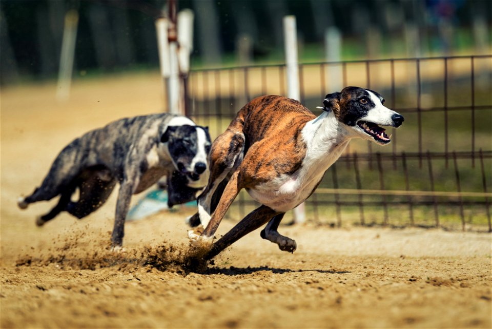 Animal Sports Greyhound Racing Dog Dog Sports