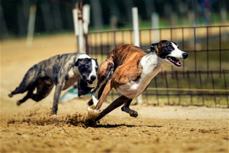 Animal Sports Greyhound Racing Dog Dog Sports photo