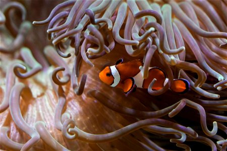 Marine Biology Coral Organism Sea Anemone photo