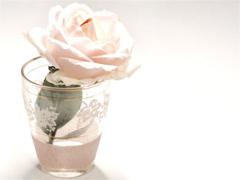 White Rose Flower In Clear Drinking Glass
