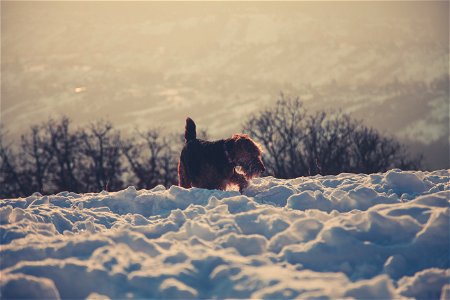 Photography Of Long-coated Brown Dog Standing On Snow Covered Floor photo