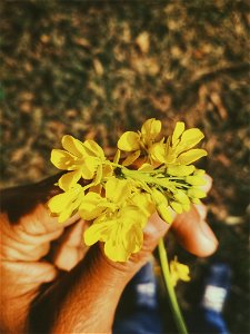 Persons Left Hand Holding Cluster Petaled Yellow Flower
