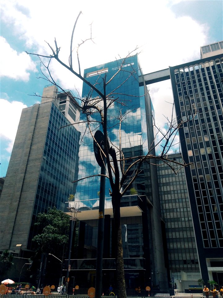 Tree With No Leaf With Building Background