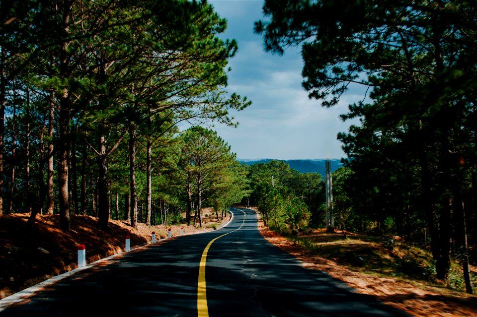 Green Trees photo