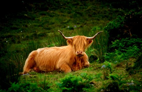 Brown Bison On Grass photo
