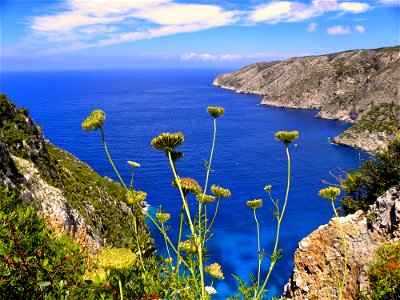 Yellow Chrysanthemums Overlooking Sea View With Mountains photo