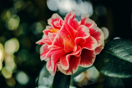 Close-Up Photography Of Hibiscus photo