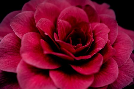 Close-Up Photography Of Red Flower photo