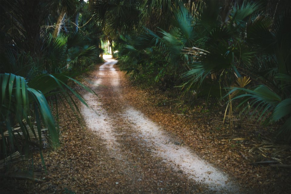 Pathway Surrounded By Green Palm Plants At Daytime
