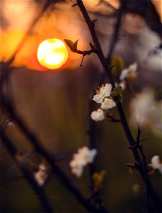 Close-Up Photography Of Flowers During Sunset photo