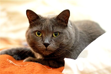 Russian Blue Cat On Top Of Orange And White Textile photo
