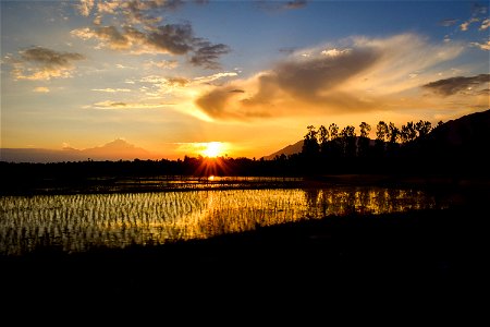 Silhouette Of Rice Fields Under Calm Sky During Golden Hour photo