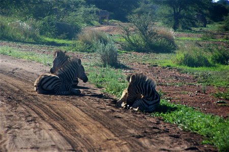Photography Of Three Zebras Lying Down photo
