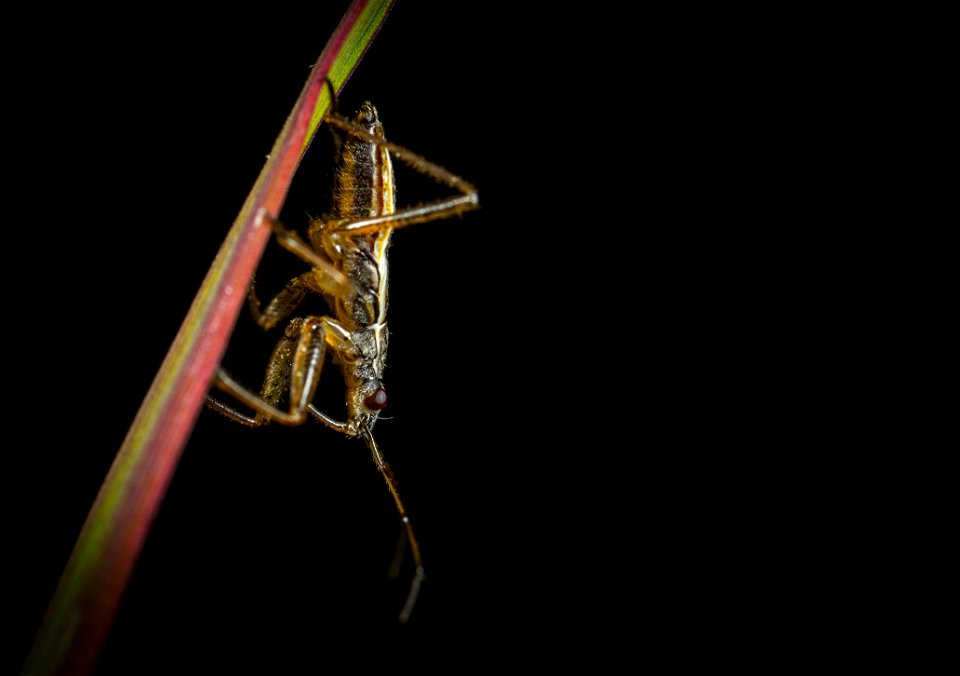Brown And Black Cricket On Grass