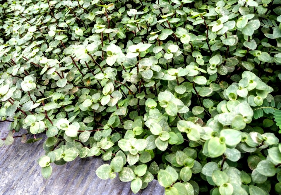 Green Jade Plant Lot