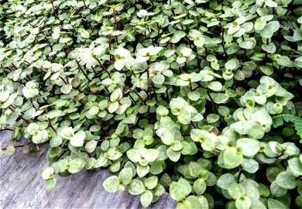 Green Jade Plant Lot