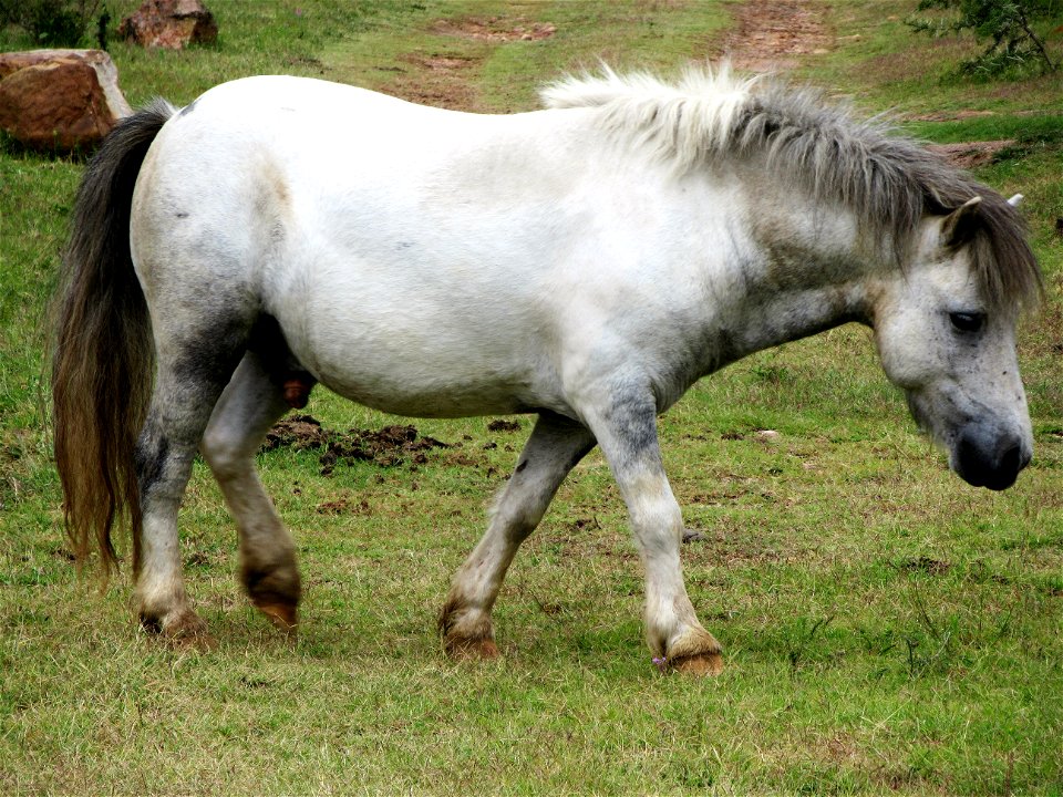 White And Grey Horse