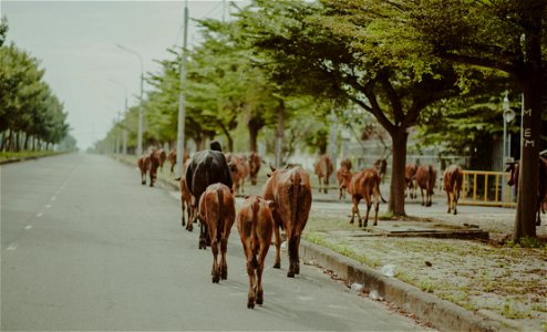 Brown And Black Cattle Walking On Street