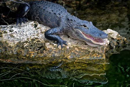 Selective Focus Photography Of Crocodile photo
