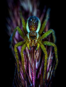 Macro Photography Of Lynx Spider