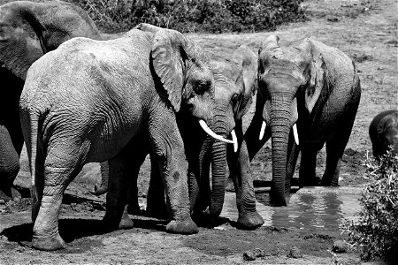 Grayscale Photo Of Four Elephants photo