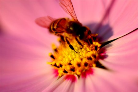 Tilt Photography Of Brown Honey Bee On Pink Petaled Flower Pollen photo