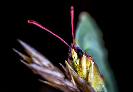 Shallow Focus Photography Of Brown Butterfly photo