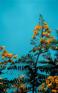 Closeup Photo Of Yellow Floral Plant photo