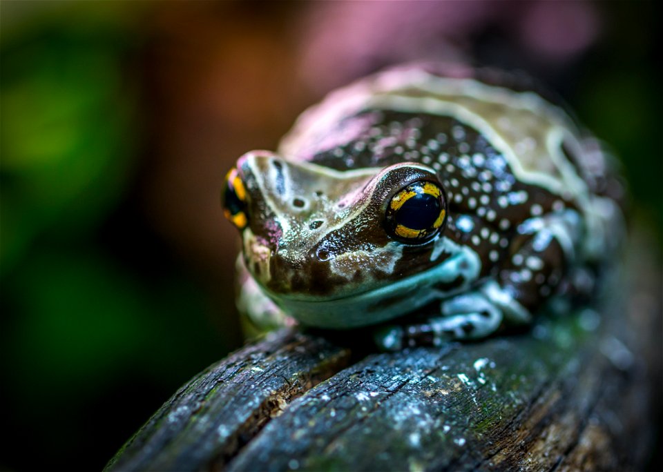 Brown And Gray Poison Arrow Frog