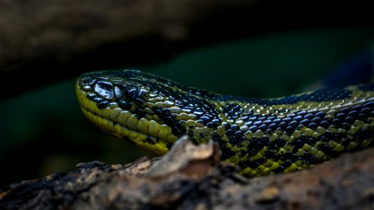 Green And Black Python photo