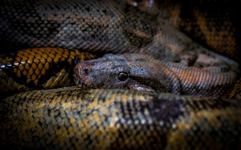 Closeup Photo Of Anaconda photo