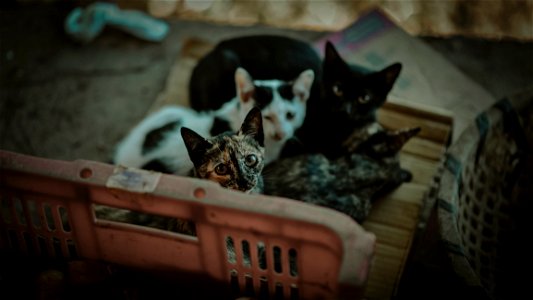Four Kittens photo
