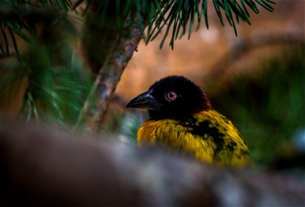 Yellow And Black Weaver photo