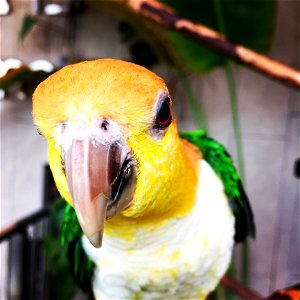 Close-up Photo Of A Parakeet Bird photo