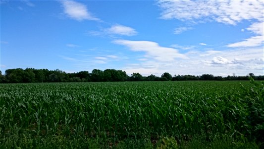 Green Corn Field photo